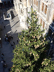 Blick von oben auf die Fichte aus Farchant f&uuml;r den Christkindlmarkt auf dem Marienplatz (&copy;Foto: Martin Schmitz)